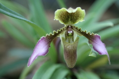 Paphiopedilum venustum